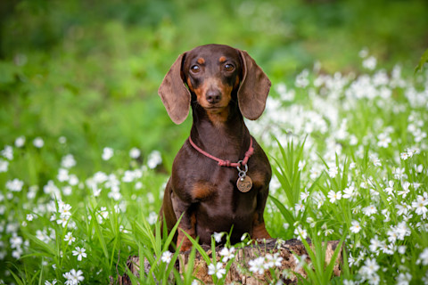 Cute dachshund dog breeed in a green field with white wildflowers background