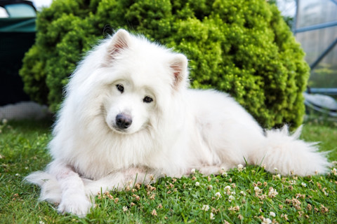 Big white fluffy samoyed in grass with head tilted, cute dog breed