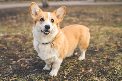 Pembroke Welsh Corgi posing outdoors. Cute dog breed