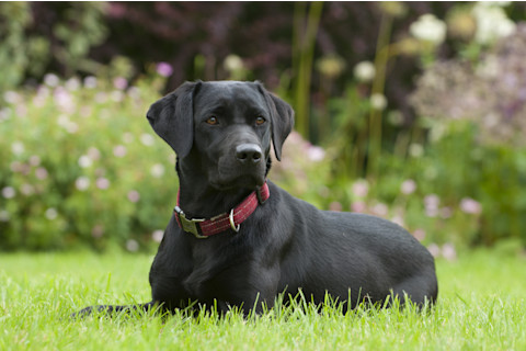 Black labrador dog in the grass. cute dog breed