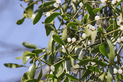 white mistletoe berries on a tree