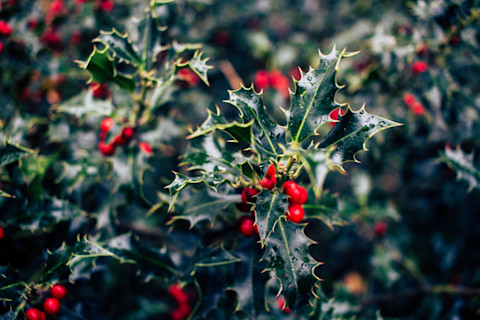 Mistletoe bush, leaves and red berries. Common Christmas plant