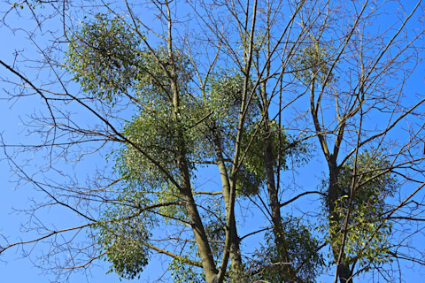 Spring maple tree host covered with mistletoe parasite