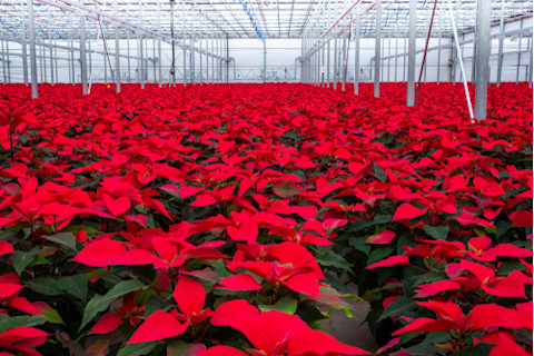 Red poinsettias in greenhouse