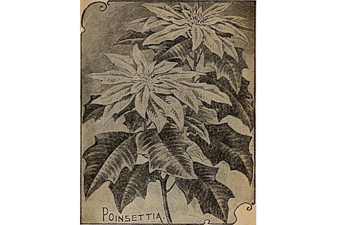 1916 catalog poinsettia illustration