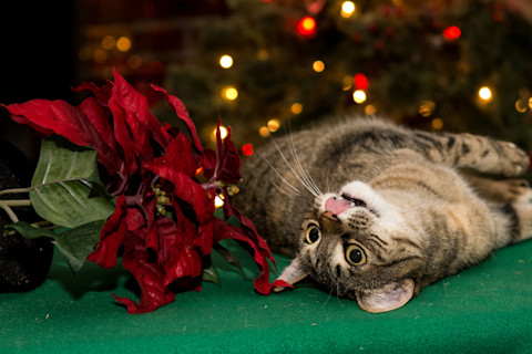 Cat playing with poinsettia