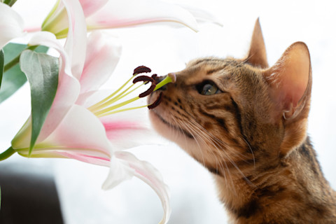 cute Bengal cat sniffs lilly flowers