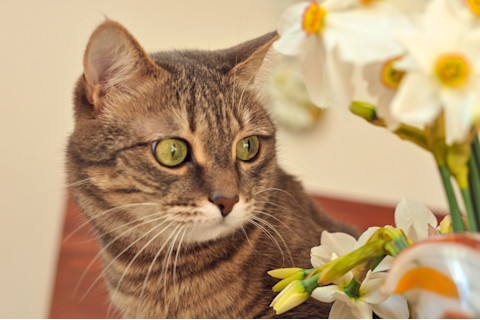 Gray tabby cat with poisonous white daffodils