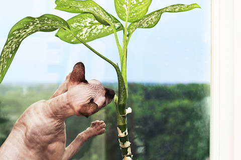 Sphynx cat trying to eat toxic dieffenbachia plant in the house