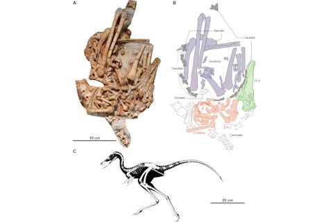 Holotype of Jaculinykus yaruui includes photograph of specimen, explanatory drawing, and reconstruction