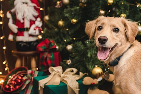 Gold dog with mischievous grin by christmas tree