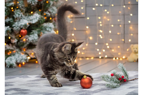 Gray long haired tabby cat playing with christmas ornament