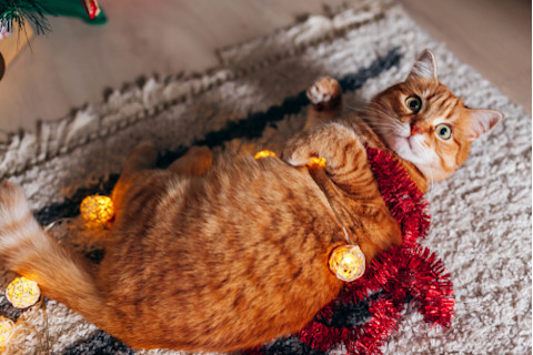fat orange cat wrapped in lights and red garland