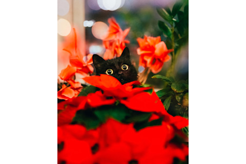 black cat with orange eyes hiding in poinsettias