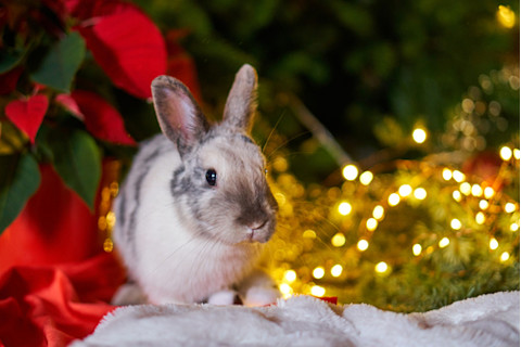 gray and white rabbit by poinsettias and christmas lights