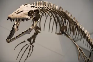 Mosasaur skeleton