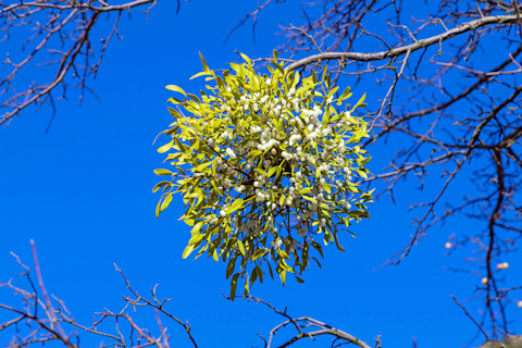 mistletoe on trees