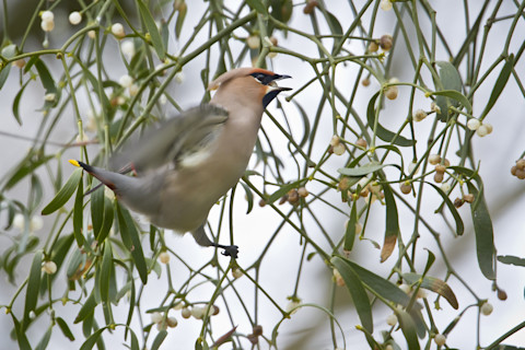 Bohemian waxwing eating berries