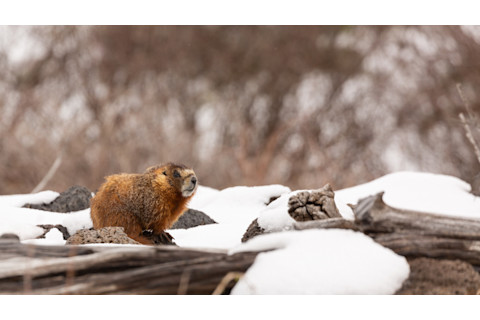 Woodchuck in the winter