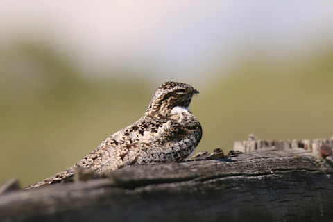 Common poorwill outside