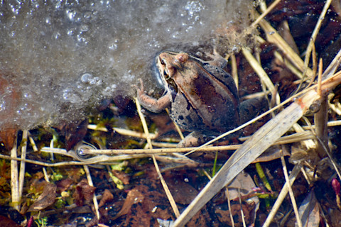 Wood frog in the winter