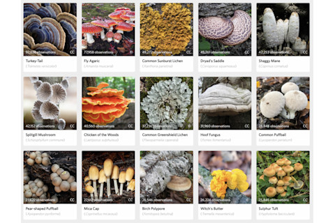 iNaturalist