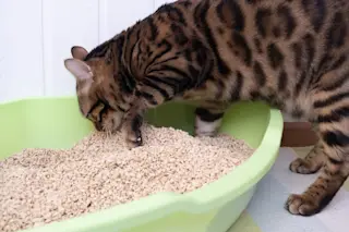 A clean cat uses its own litter box. The cat burrows the contents of the tray. 