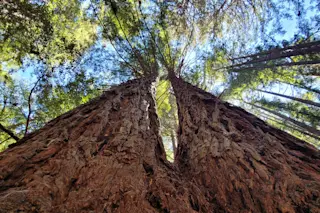 redwood-trees