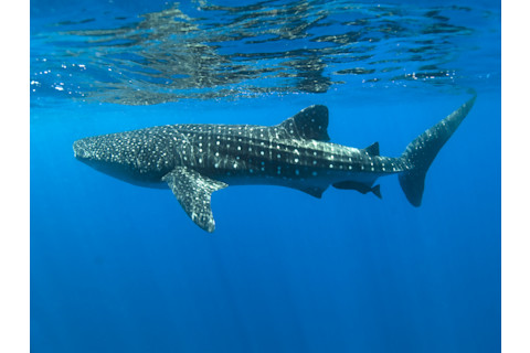 whale shark swimming just below the surface of the sea