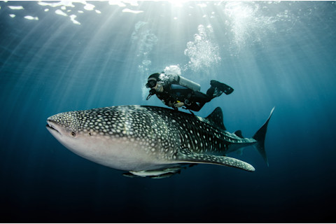 Scubadiver swimming with whale shark