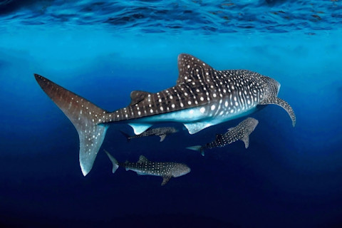 giant whale shark swimming with cubs