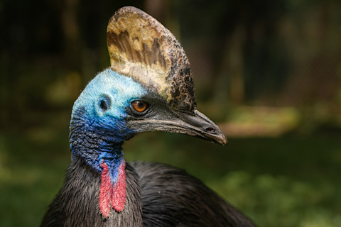 Southern cassowary closeup head detail