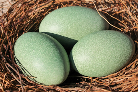 bright green cassowary eggs