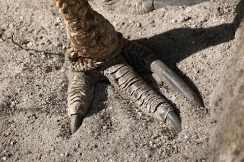 cassowary feet with long cassowary claws
