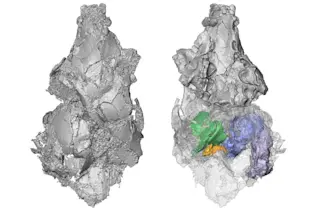 Three-dimensional model of the only known picrodontid skull 