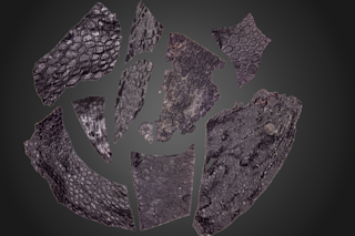 Fossilized skin 