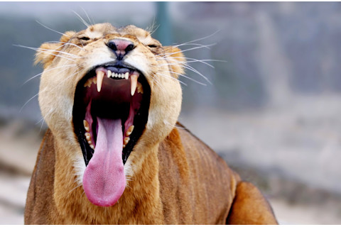 Lioness yawning