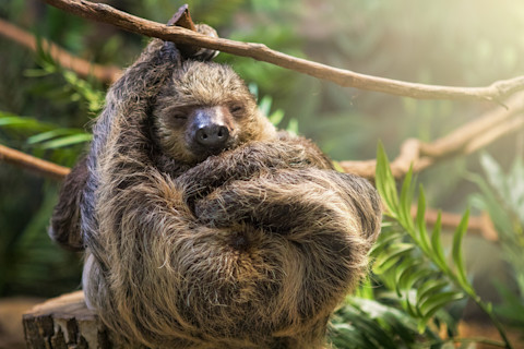 A cute sloth sleeping as he hangs from a vine