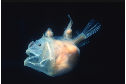 Angler fish, Edridolychnus schmidti. The larger female has two smaller parasitic males attached to her body which fertilise her eggs.