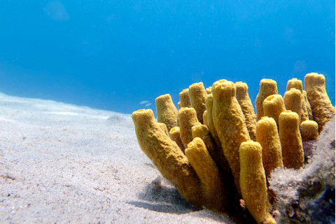 Yellow tube sea sponge - Aplysina aerophoba, underwater image into the Mediterranean sea