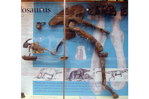 Megalosaurus display