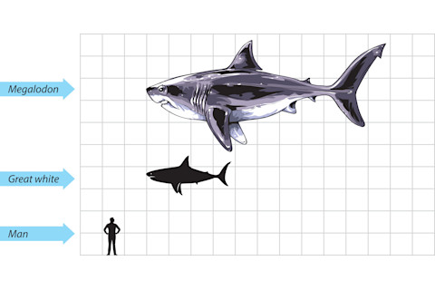 A scale diagram comparing size of megalodon, great white shark, and man