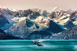 humpback whale jumping mountains in the background