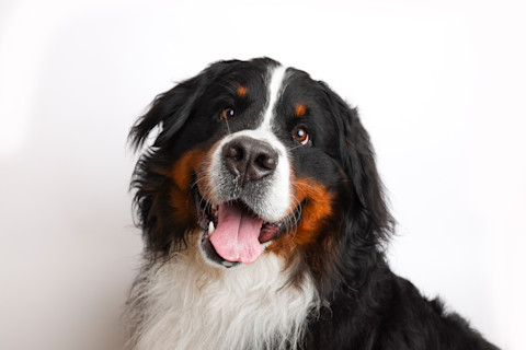 Bernese Mountain Dog