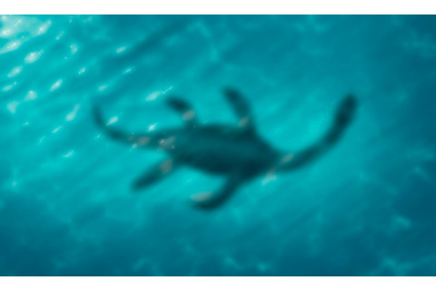 Blurred mysterious silhouette of the plesiosaur Loch ness monster under the waves of the lake.