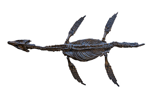 Plesiosaurus skeleton isolated on white background