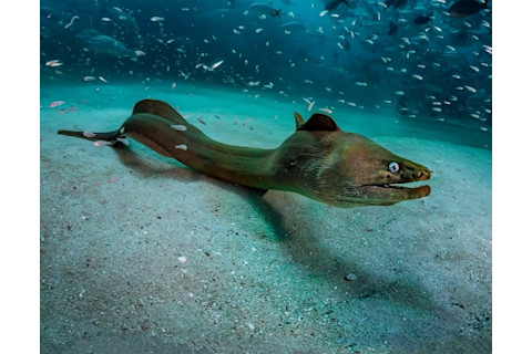 A giant moray eel with a mysterious appearance swims near the sandy bottom surrounded by many fish close-up