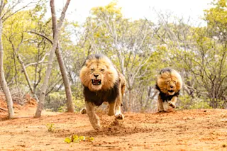 Lions hunting 