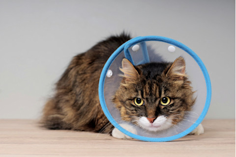 long haired cat with cone of shame