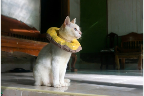 cat with donut cone around neck